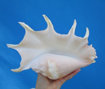 11-1/2 inches Giant Spider Conch Shell with Long Spines for $14.99