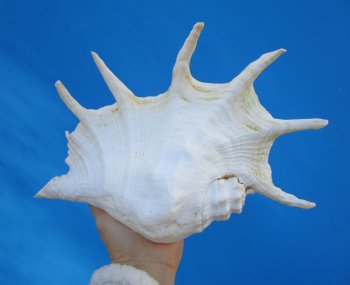 11-1/2 inches Giant Spider Conch Shell with Long Spines for $14.99