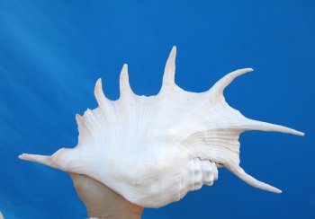 13-1/4 inches Large Giant Spider Conch Shell with Long Spines for $21.99