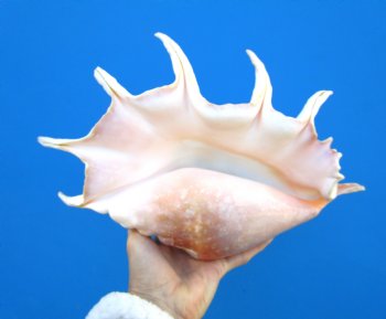 Giant Spider Conch Shell, 12-1/2 by 8 inches for $17.99