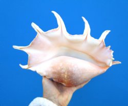 Giant Spider Conch Shell, 12-1/2 by 8 inches for $17.99