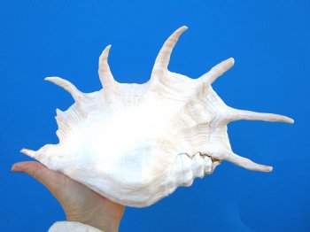 Giant Spider Conch Shell, 12-1/2 by 8 inches for $17.99