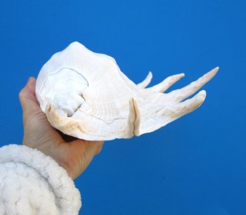 Giant Spider Conch Shell, 12-1/2 by 8 inches for $17.99