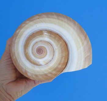 Large Tonna Galea Shell, 7-1/2 by 6-1/4 inches - Buy this for $14.99