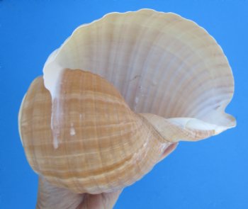 Large Tonna Galea Shell, 7-5/8 by 6 inches - Buy this for $14.99