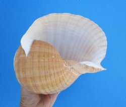 Large Tonna Galea Shell, 7-1/2 by 6-1/2 inches - Buy this for $14.99