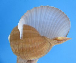 Large Tonna Galea Shell, 7-1/2 by 6-1/4 inches - Buy this for $14.99