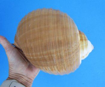 Large Tonna Galea Shell, 7-1/2 by 6-1/4 inches - Buy this for $14.99