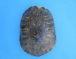 Red Eared Slider Turtle Shell, 8-3/4 by 6-1/2 inches