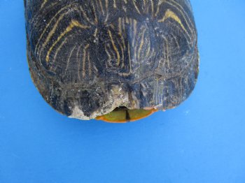 Red Eared Slider Turtle Shell, 8-3/4 by 6-1/2 inches
