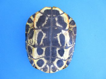 Red Eared Slider Turtle Shell, 8-3/4 by 6-1/2 inches