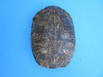Red Eared Slider Turtle Shell, 8-1/4 by 6-1/4 inches