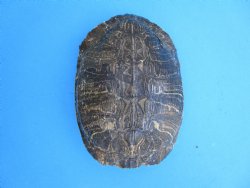 Red Eared Slider Turtle Shell, 8-1/4 by 6-1/4 inches