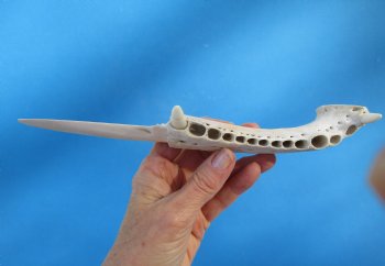 9-3/4 inches Alligator Jaw Bone Knife - Buy this one for $24.99