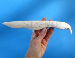 11 inches Alligator...