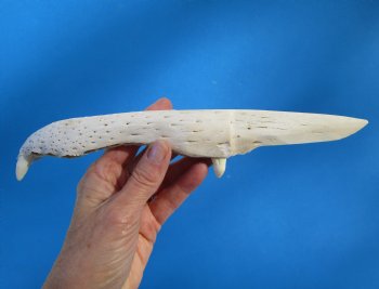 10-3/4 inches Alligator Jaw Bone Knife Novelty - Buy this one for $29.99