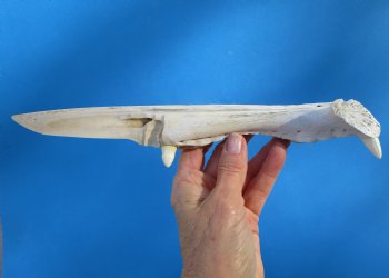 10-3/4 inches Alligator Jaw Bone Knife Novelty - Buy this one for $29.99