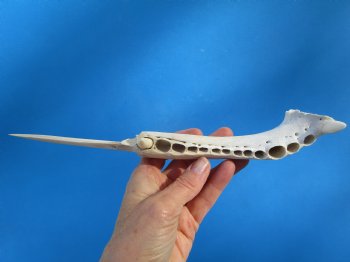 10-3/4 inches Alligator Jaw Bone Knife Novelty - Buy this one for $29.99