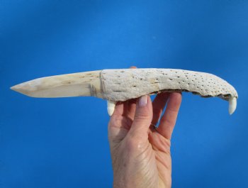 10-3/4 inches Alligator Jaw Bone Knife Novelty - Buy this one for $29.99
