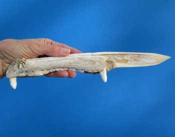 10-3/4 inches Alligator Jaw Bone Knife Novelty - Buy this one for $29.99