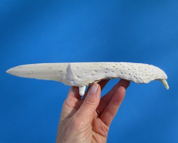 9-1/2 inches Alligator Jaw Bone Knife - Buy this one for $24.99