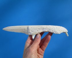 9-1/2 inches Alligator Jaw Bone Knife - Buy this one for $24.99