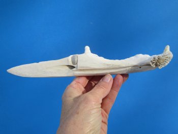 9-1/2 inches Alligator Jaw Bone Knife - Buy this one for $24.99