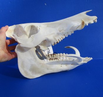 12-1/2 inches Large Georgia Wild Boar, Hog Skull with Large 4-1/2 inches Lower Tusks <font color=red> Good Quality</font> - Buy this one for $79.99