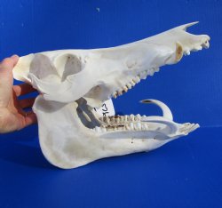 12-1/2 inches Large Georgia Wild Boar, Hog Skull with Large 4-1/2 inches Lower Tusks <font color=red> Good Quality</font> - Buy this one for $79.99