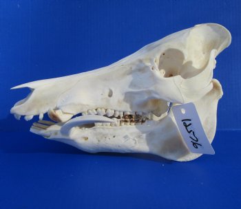 12-1/2 inches Large Georgia Wild Boar, Hog Skull with Large 4-1/2 inches Lower Tusks <font color=red> Good Quality</font> - Buy this one for $79.99