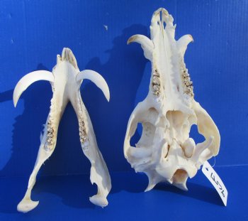 12-1/2 inches Large Georgia Wild Boar, Hog Skull with Large 4-1/2 inches Lower Tusks <font color=red> Good Quality</font> - Buy this one for $79.99