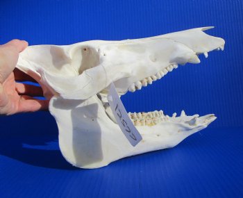 11-1/2 inches Real Georgia Wild Boar Skull - Buy this one for $64.99