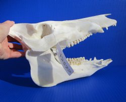 11-1/2 inches Real Georgia Wild Boar Skull - Buy this one for $64.99