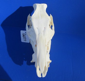 11-1/2 inches Real Georgia Wild Boar Skull - Buy this one for $64.99