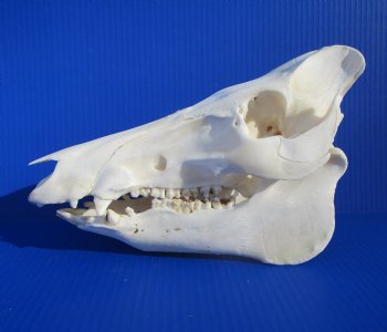 11-1/2 inches Real Georgia Wild Boar Skull - Buy this one for $64.99