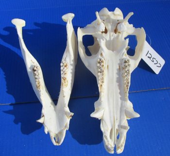 11-1/2 inches Real Georgia Wild Boar Skull - Buy this one for $64.99