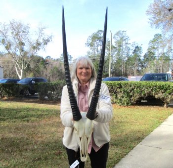 Real African Gemsbok, Oryx Skull with 31-1/4 and 30-7/8 inches Horns FOR $194.99