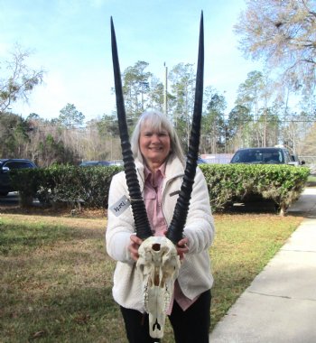 Real African Gemsbok, Oryx Skull with 31-1/4 and 30-7/8 inches Horns FOR $194.99