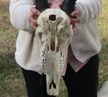 Real African Gemsbok, Oryx Skull with 31-1/4 and 30-7/8 inches Horns FOR $194.99