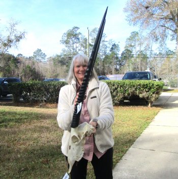 Real African Gemsbok, Oryx Skull with 31-1/4 and 30-7/8 inches Horns FOR $194.99