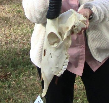 Real African Gemsbok, Oryx Skull with 31-1/4 and 30-7/8 inches Horns FOR $194.99