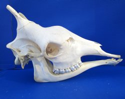 Authentic Female Giraffe Skull, 23-1/2x10x16-1/2- Buy this one for $699.99 ( Signature Required) CITES PERMIT P-000041049