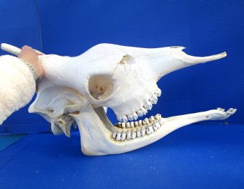 Authentic Female Giraffe Skull, 23-1/2x10x16-1/2- Buy this one for $699.99 ( Signature Required) CITES PERMIT P-000041049