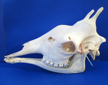 Authentic Female Giraffe Skull, 23-1/2x10x16-1/2- Buy this one for $699.99 ( Signature Required) CITES PERMIT P-000041049