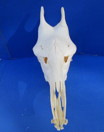 Authentic Female Giraffe Skull, 23-1/2x10x16-1/2- Buy this one for $699.99 ( Signature Required) CITES PERMIT P-000041049