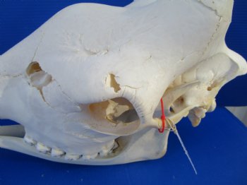 Authentic Female Giraffe Skull, 23-1/2x10x16-1/2- Buy this one for $699.99 ( Signature Required) CITES PERMIT P-000041049