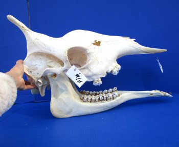 24-1/2 inches  Authentic Female African Giraffe Skull - Buy this one for $699.99 ( Signature Required) CITES PERMIT P-000041049