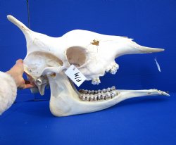 24-1/2 inches  Authentic Female African Giraffe Skull - Buy this one for $699.99 ( Signature Required) CITES PERMIT P-000041049