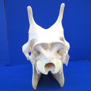 24-1/2 inches  Authentic Female African Giraffe Skull - Buy this one for $699.99 ( Signature Required) CITES PERMIT P-000041049