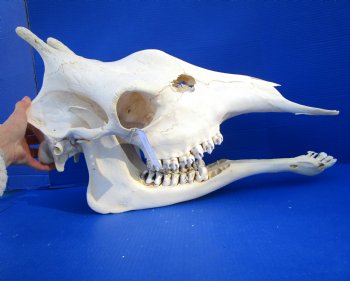 Genuine Female African Giraffe Skull, 24x10x14-3/4 - Buy this one for $699.99 ( Signature Required) CITES PERMIT P-000041049